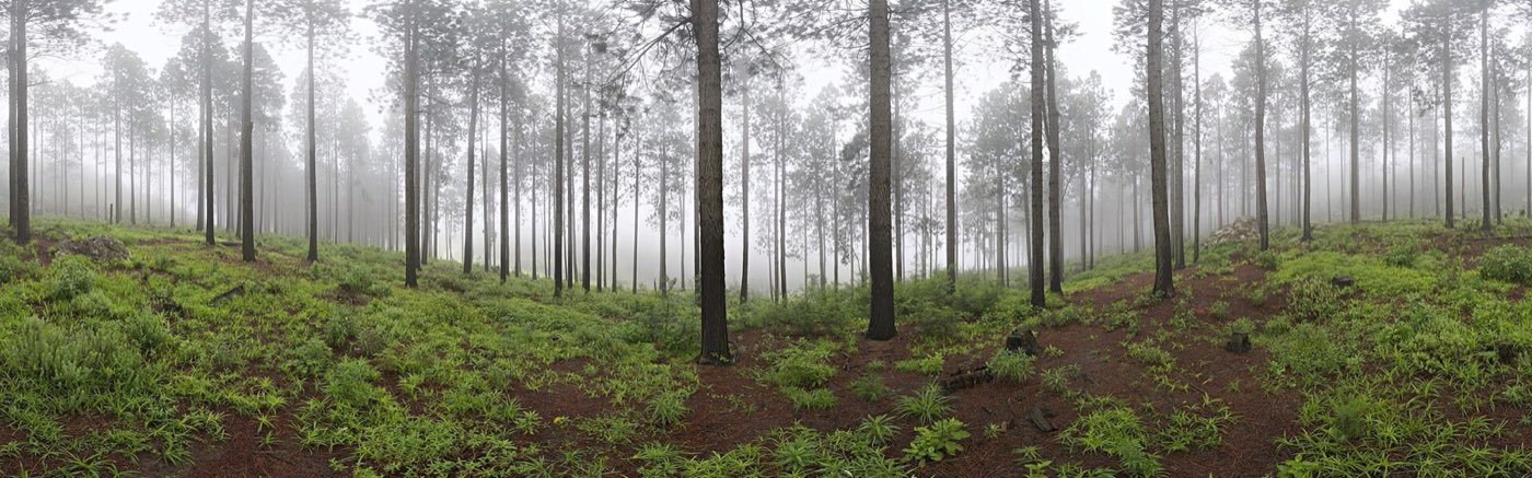 Pădure de pini învăluită în ceață dimineața, cu covor verde de iarbă