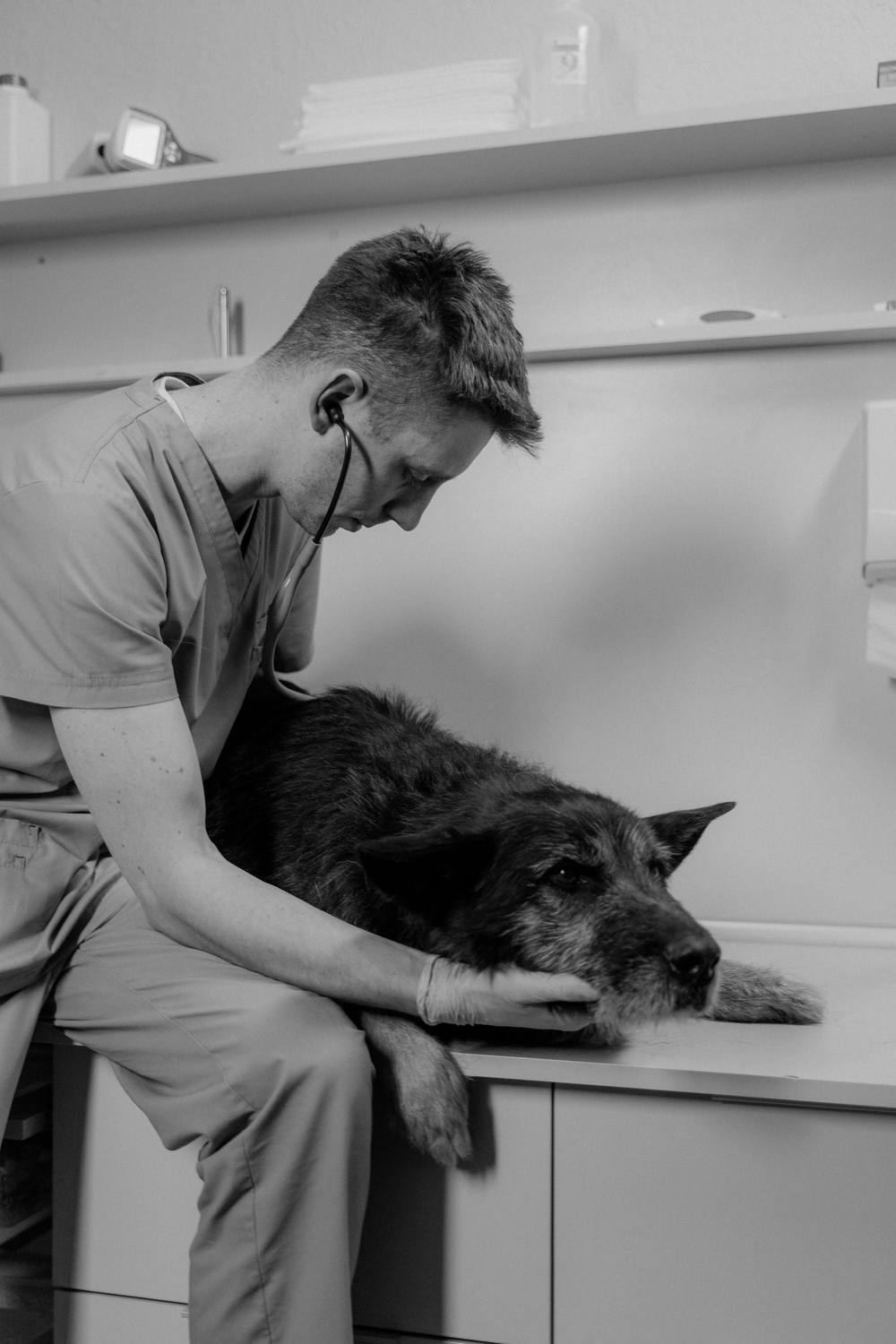 Fotografie alb-negru: medicul stă pe marginea mesei și ține în palmă capul unui câine bătrân, culcat.