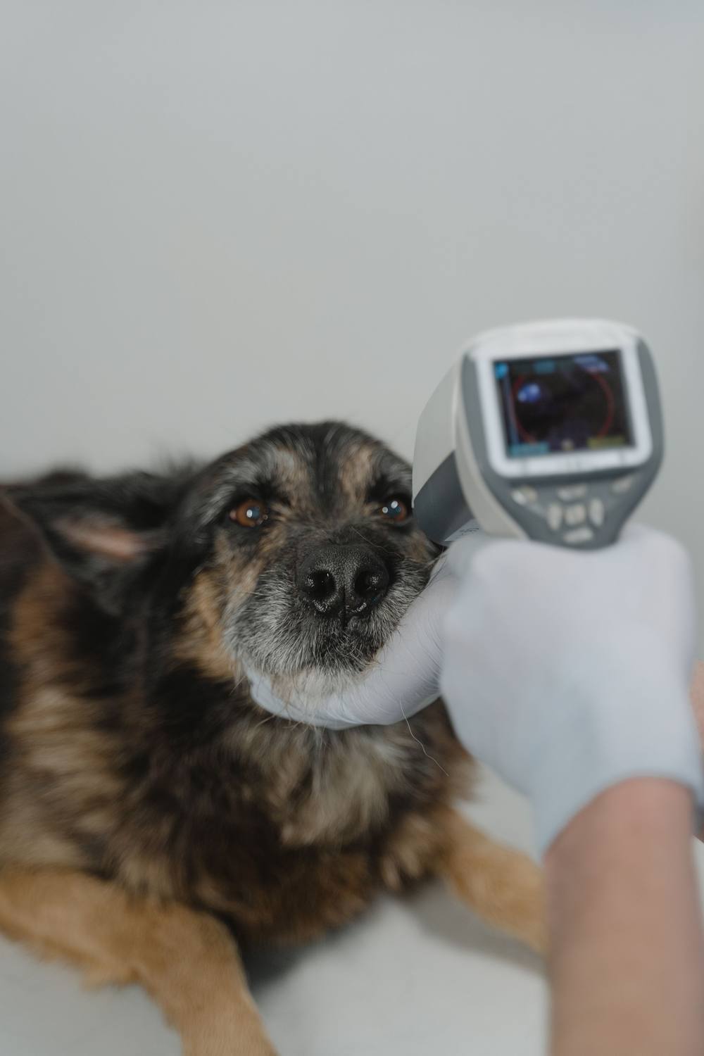 O mână în mănușă ține un aparat cu ecran lângă ochiul unui ciobănesc cu botul cărunt.