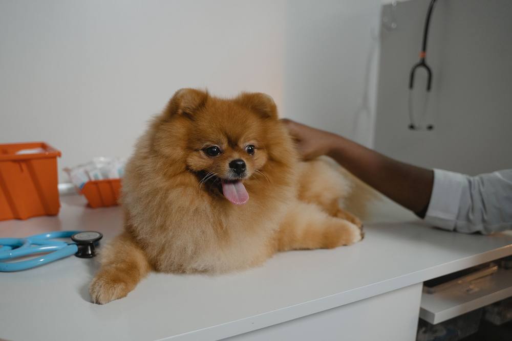 Un pomeranian roșcat stă culcat pe masa de consult, cu limba scoasă; o mână îl mângâie pe spate. Pe masă, un stetoscop turcoaz.