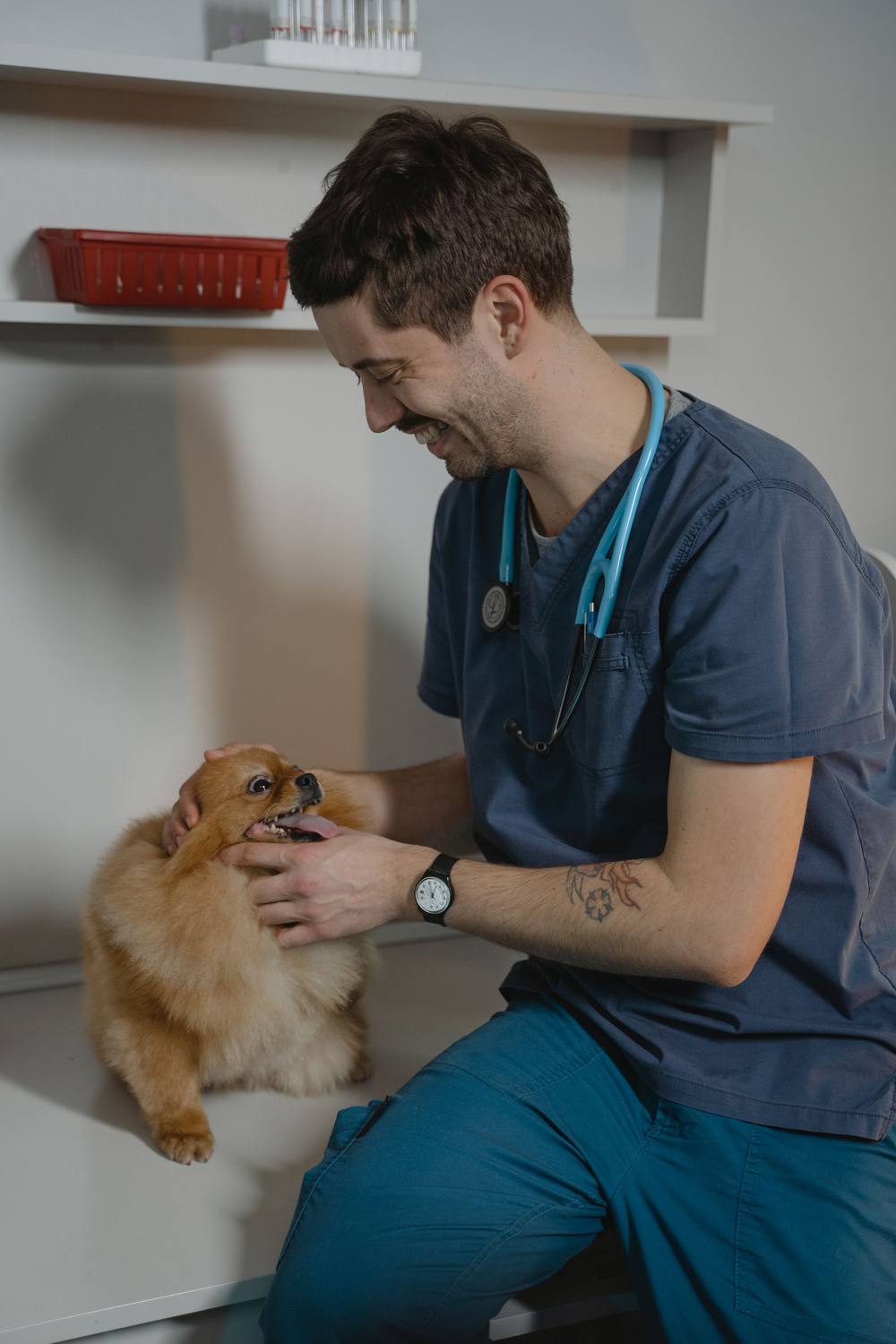 Medicul râde și ține capul pomeranianului în mâini; câinele scoate limba.