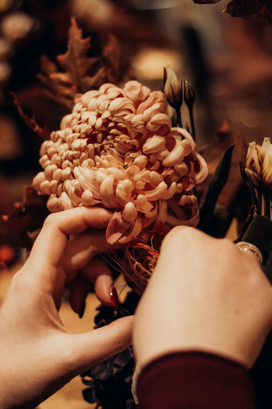 Două mâini țin o tufănică mare, roz-piersică, cu petalele răsucite, într-un buchet de toamnă cu frunze de stejar.